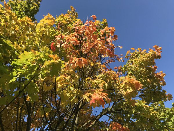 liście, jesień
