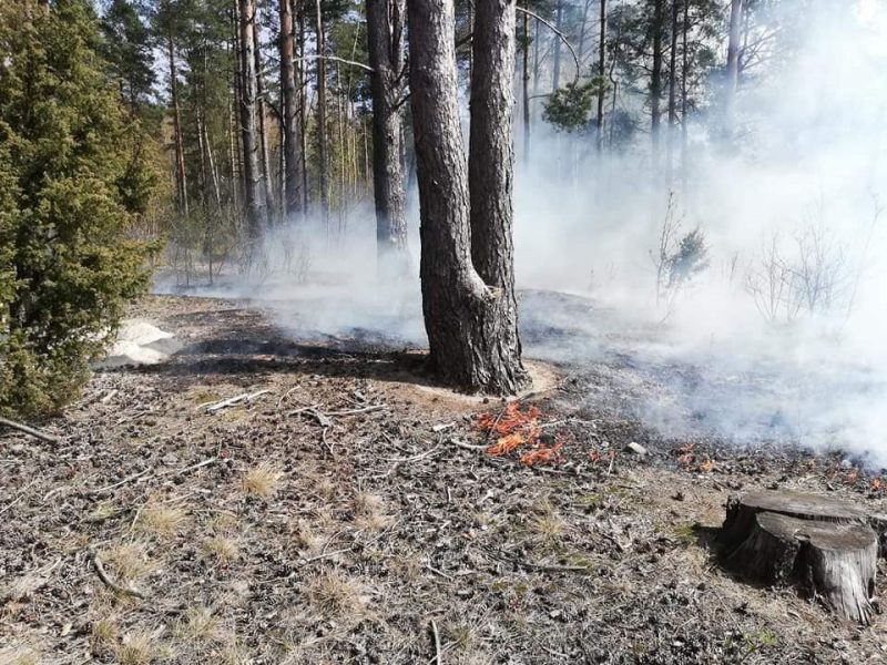 Pożar lasu w gminie Narewka
