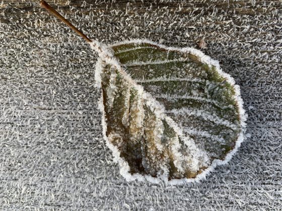 Ostrzeżenie o przymrozkach w województwie podlaskim