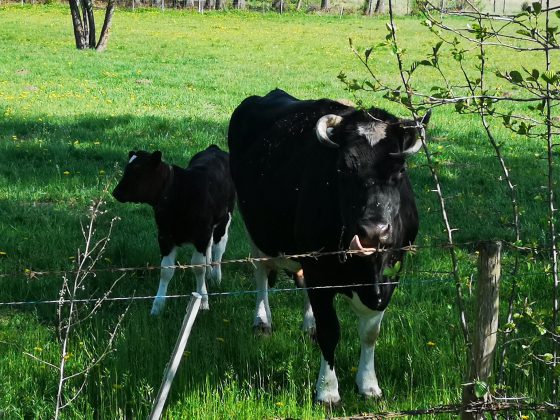 Akt oskarżenia po kradzieżach bydła w okolicach Bielska i Białegostoku