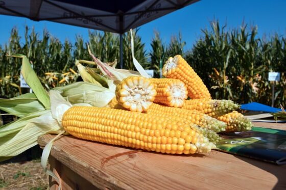 KOWR: rekordowe zbiory kukurydzy w Polsce w 2021 r.
