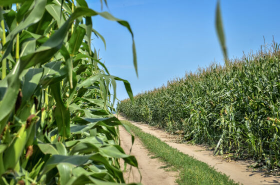 Jaka kukurydza ziarnowa na słabe gleby?