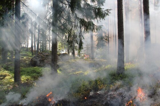 PSP: w maju doszło już do prawie 350 pożarów lasów