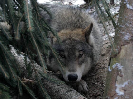 Coraz więcej zgłoszeń o szkodach powodowanych przez wilki