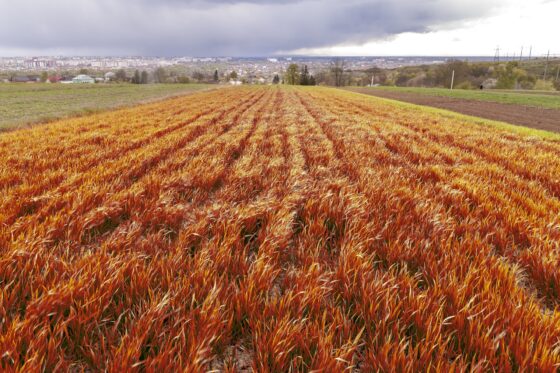 Jak przygotować się do prowadzenia plantacji zbóż ozimych wiosną?