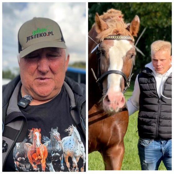 „Słaba koniunktura jest teraz na konie”. Wystawa ogierów w Szepietowie