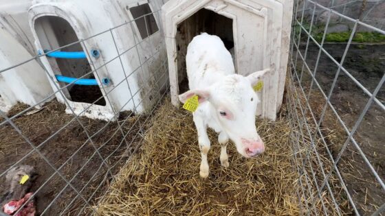 Sikory Piotrowięta. Ataki wilków coraz częstsze