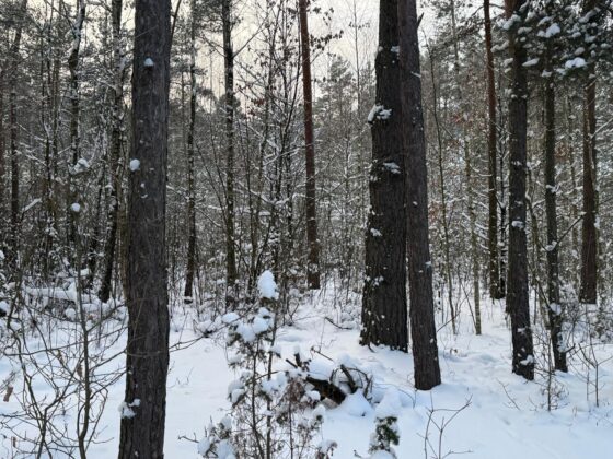 Ostrzeżenie o silnym mrozie w całym województwie podlaskim