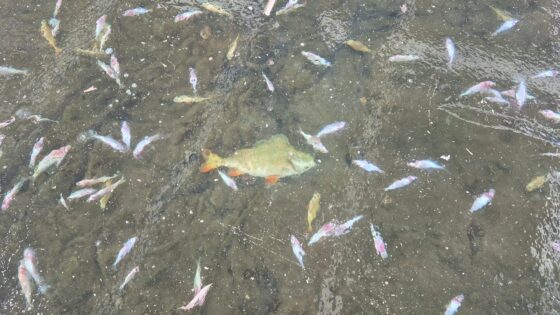 Przyducha zimowa w stawach Białegostoku – alarm wśród wędkarzy