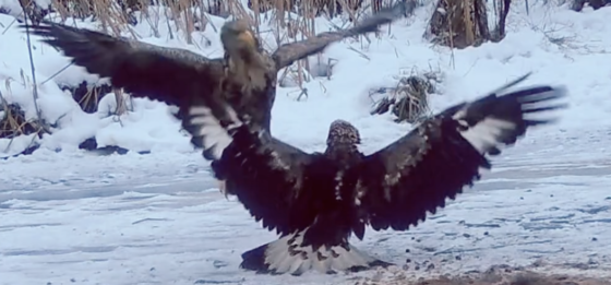 Orzeł przedni kontra orzeł bielik zaobserwowane w BPN