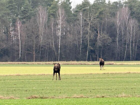 Radni Białostockiego Powiatu domagają się inwentaryzacji łosi i wilków