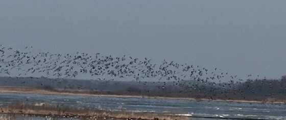 Rozlewiska Narwi i Biebrzy zachwycają – film