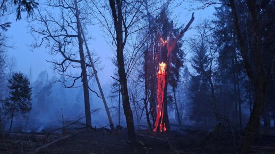 Pożar w rezerwacie Kozłowo Borki w Puszczy Białowieskiej: 