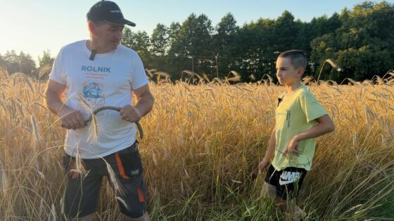 Bronowo. Wapnowanie i przygotowania do żniw