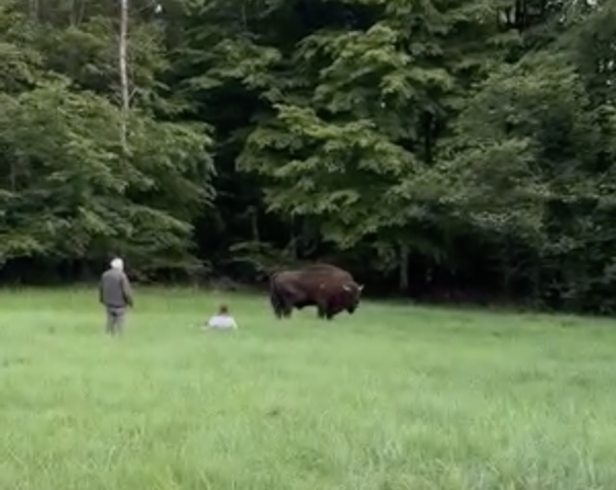 Białowieża. Turysta poturbowany przez żubra; białowieski park apeluje o rozwagę