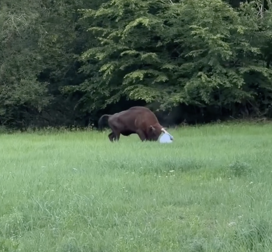 Białowieża. Turysta poturbowany przez żubra; białowieski park apeluje o rozwagę