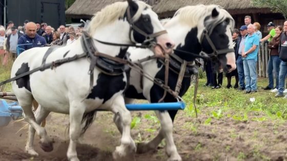 Wykopki pod Wiatrakiem przypomniały, jak kiedyś pracowała cała wieś