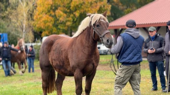 Próba dzielności klaczy sokólskich w Pentowie