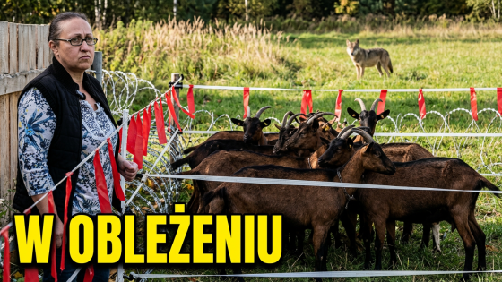 Wilki nadal podchodzą pod domy. Kto wyceni strach?