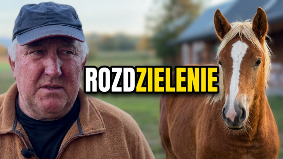 Odsadzanie źrebiąt u Jurka Kondratiuka w Ciełuszkach